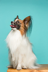 Image showing Studio portrait of a small yawning puppy Papillon