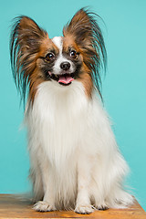 Image showing Studio portrait of a small yawning puppy Papillon