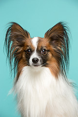 Image showing Studio portrait of a small yawning puppy Papillon