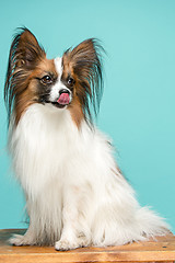 Image showing Studio portrait of a small yawning puppy Papillon