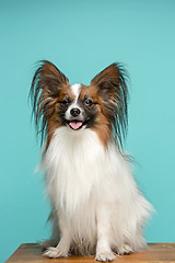 Image showing Studio portrait of a small yawning puppy Papillon