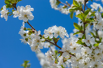 Image showing Blooming cherry branch