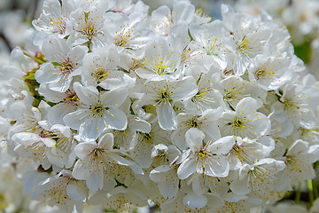 Image showing Blooming cherry branch