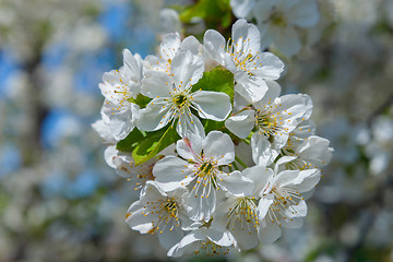 Image showing Blooming cherry branch