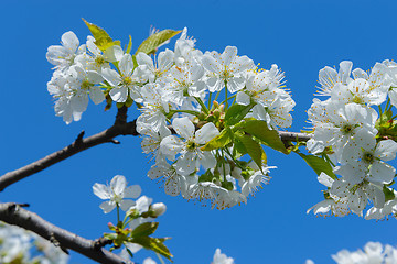 Image showing Blooming cherry branch