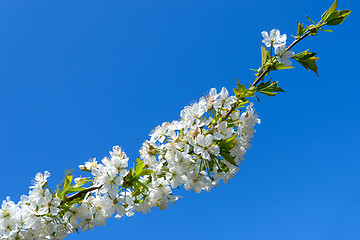 Image showing Blooming cherry branch