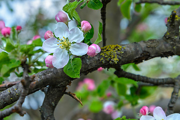 Image showing Blossoming apple tree branch