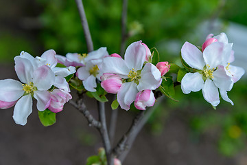 Image showing Blossoming apple tree branch