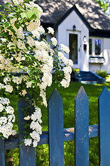 Image showing Blue fence with white flowers