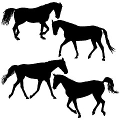 Image showing Set silhouette of black mustang horse illustration