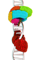 Image showing DNA, brain and heart. 3d illustration. Anaglyph. View with red/c