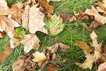 Image showing fallen leaves on the ground