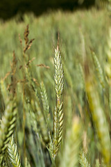 Image showing Field with cereal