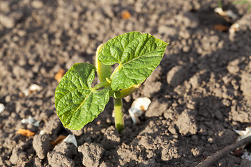 Image showing green leaves of cucumber