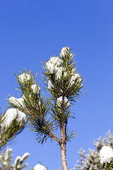 Image showing spruce branches, close-up