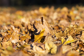 Image showing The fallen maple leaves