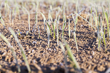 Image showing green wheat in frost, close-up