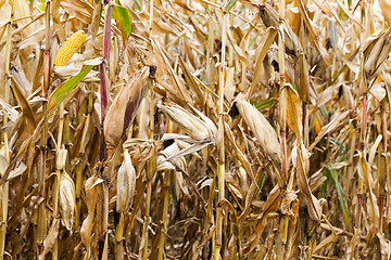 Image showing field of ripe corn