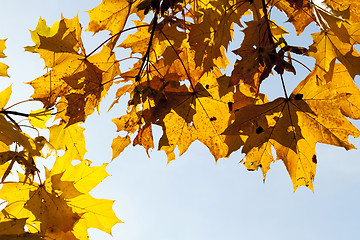 Image showing yellowed maple trees in the fall