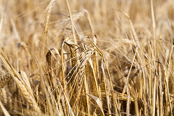 Image showing mature cereal, close-up