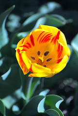 Image showing Amsterdam tulip.