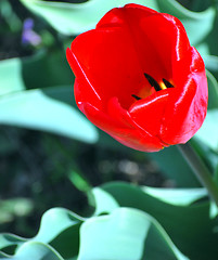 Image showing Amsterdam tulip.
