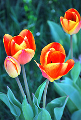 Image showing Amsterdam tulips.