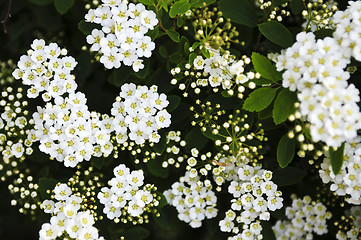 Image showing Bridal wreath shrub flowers