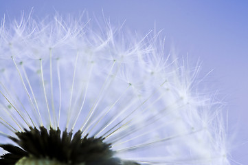 Image showing Dandelion