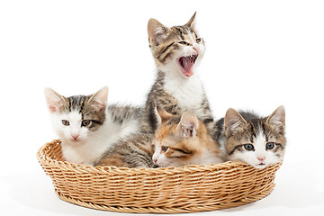 Image showing Group of young kittens in the basket