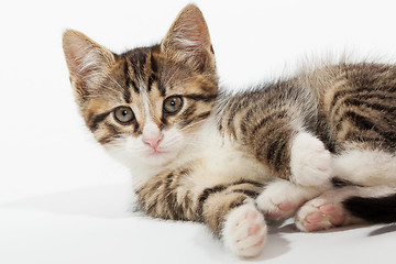 Image showing Young kitten lying