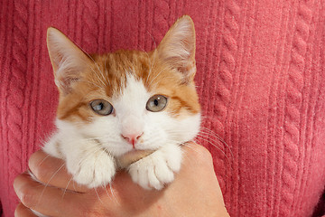 Image showing Young red kitten sits in the hands