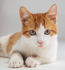 Image showing Young red kitten posing