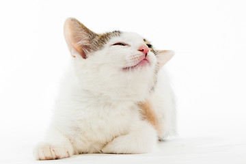 Image showing Young kitten smiling