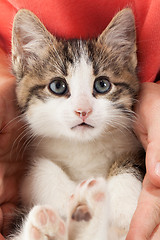 Image showing Young kitten lies in the hands