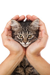 Image showing Young kitten lies in the hands