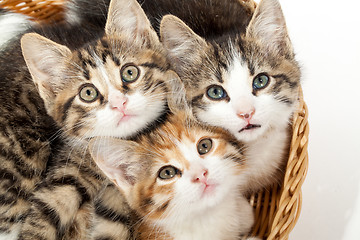 Image showing Group of young kittens in the basket