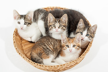 Image showing Group of young kittens in the basket