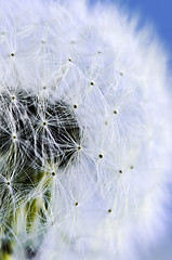 Image showing Dandelion