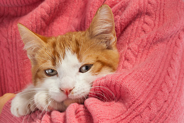 Image showing Young red kitten sits in the hands