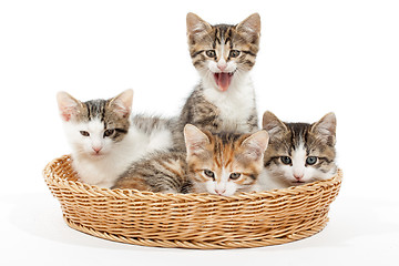 Image showing Group of young kittens in the basket