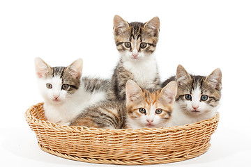 Image showing Group of young kittens in the basket