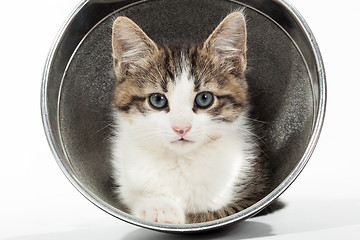 Image showing Young kitten sitting in reflector