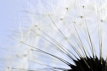 Image showing Dandelion