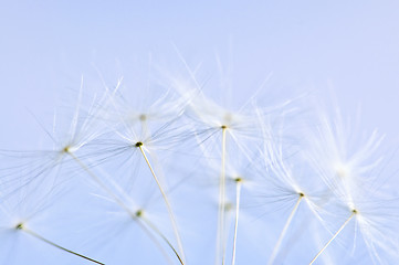 Image showing Dandelion