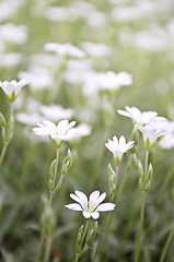 Image showing Floral background