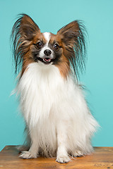 Image showing Studio portrait of a small yawning puppy Papillon