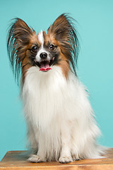 Image showing Studio portrait of a small yawning puppy Papillon