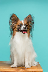 Image showing Studio portrait of a small yawning puppy Papillon