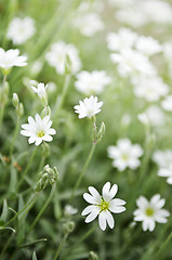 Image showing Floral background